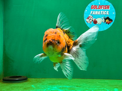 [SINGLE] Tiger Oranda Male 4 inches #060625SO_05