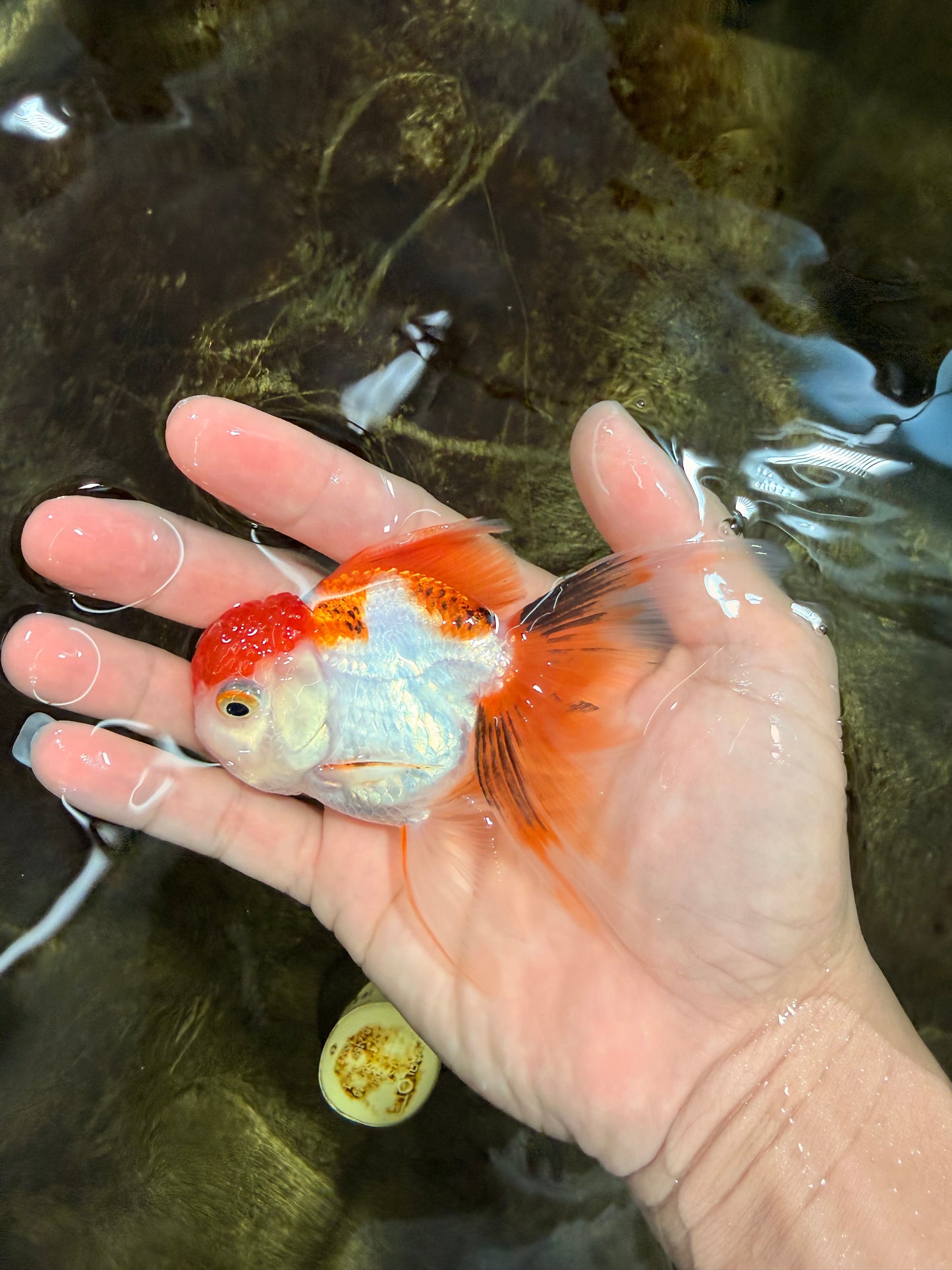[SINGLE] Tricolor Oranda Female 4 inches #112125SO_07
