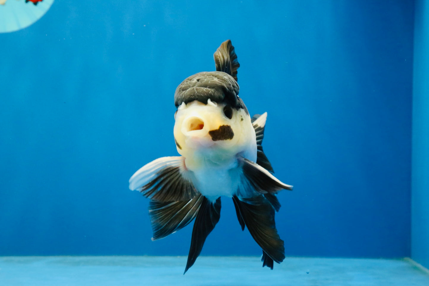 [SINGLE] Panda Oranda Male 4.5 inches #040326SO_08