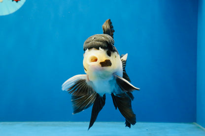 [SINGLE] Panda Oranda Male 4.5 inches #040326SO_08