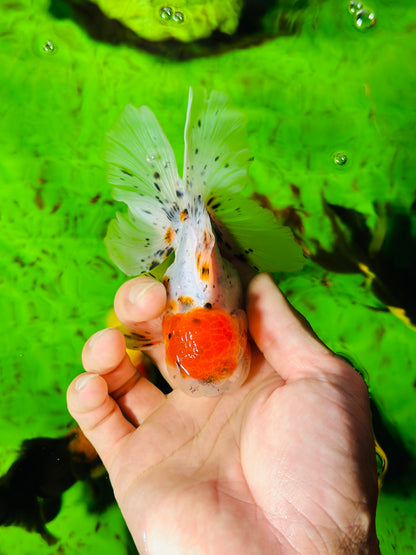 [SINGLE] Marble Red Head Oranda Male size 4.5 inches #112224SO_05