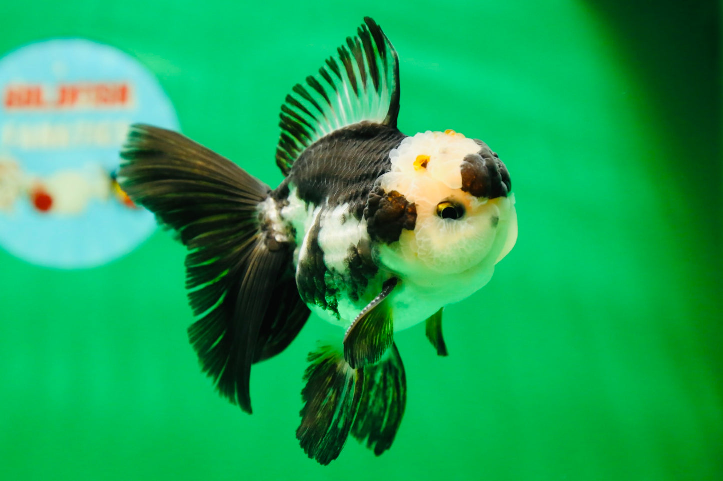 [SINGLE] Panda Oranda Male 4.5 inches #090525SO_04