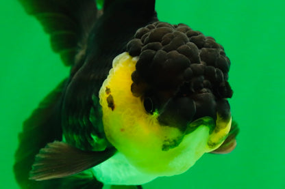 [SINGLE] Panda Oranda Female 5 inches #082225SO_11