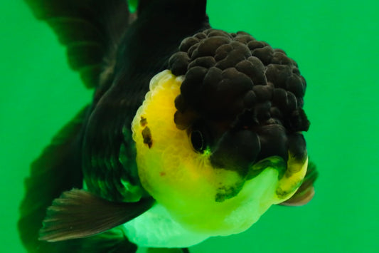 [SINGLE] Panda Oranda Female 5 inches #082225SO_11