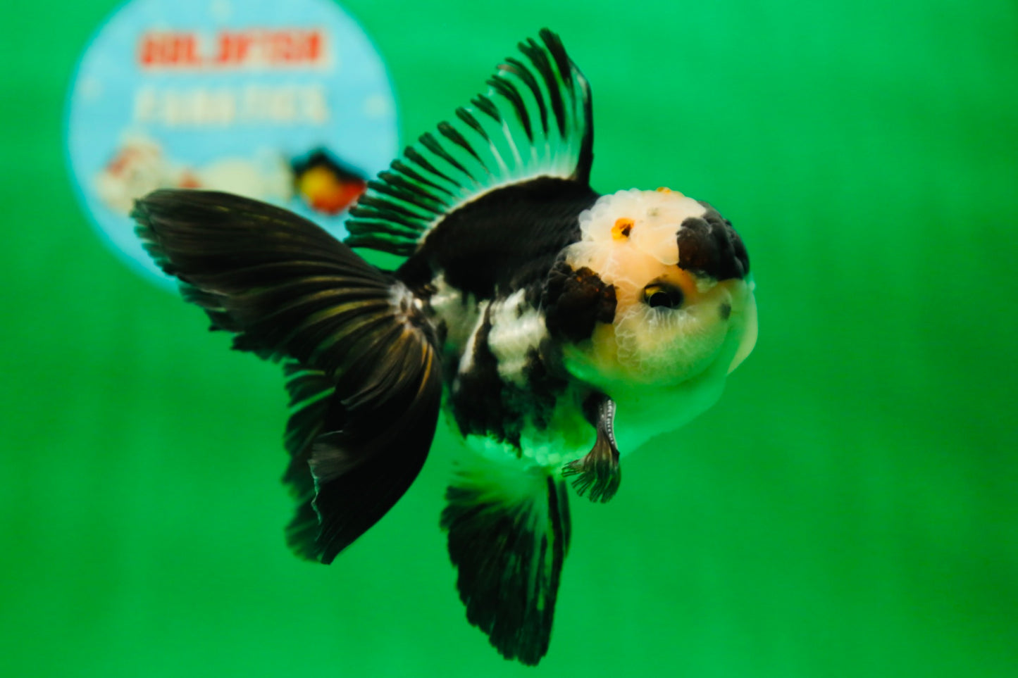 [SINGLE] Panda Oranda Male 4.5 inches #090525SO_04