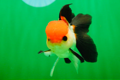 [SINGLE] Tricolor Button Eyes Oranda Male 4.5 inches #080825SO_12