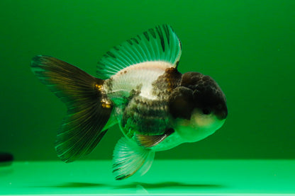 [SINGLE] Panda Oranda Male 4 inches #013125SO_18