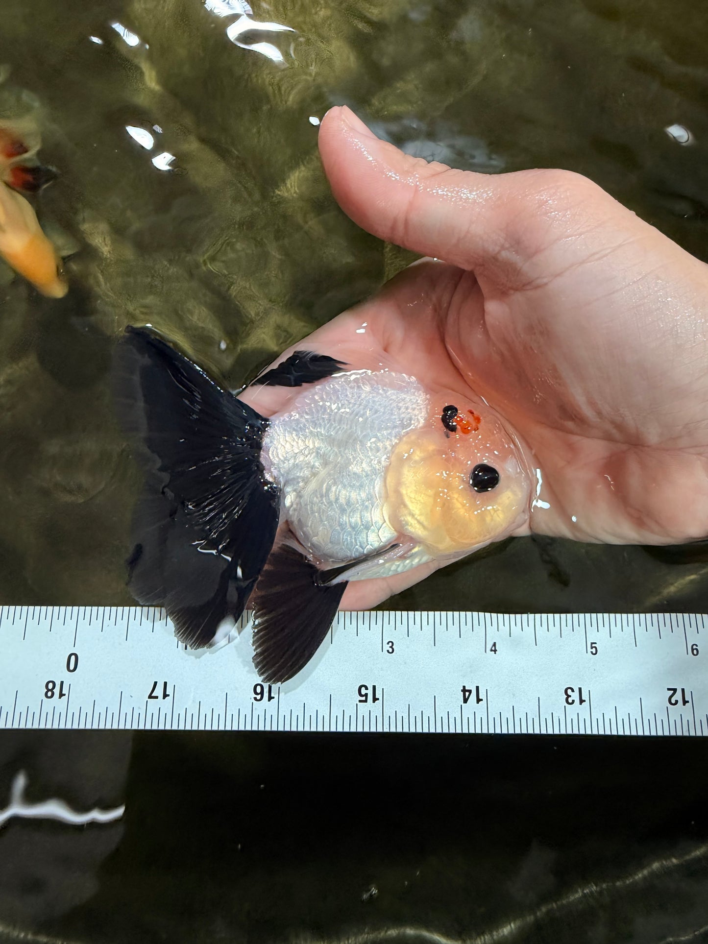 [SINGLE] Panda Button Eyes Oranda Male 4-4.5 inches #031326SO_08