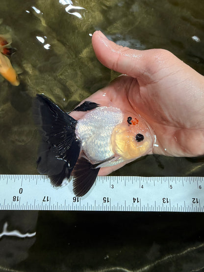 [SINGLE] Panda Button Eyes Oranda Male 4-4.5 inches #031326SO_08