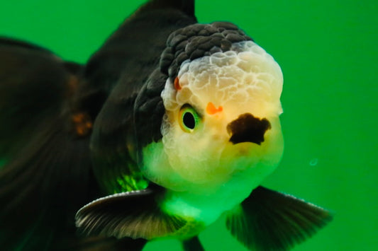 [SINGLE] Panda Oranda Male 4.5 inches #090525SO_02