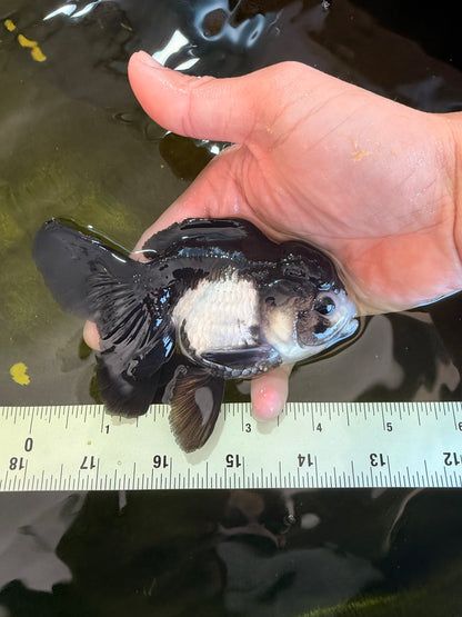 [SINGLE] Panda Oranda Female 4.5 inches #041026SO_02