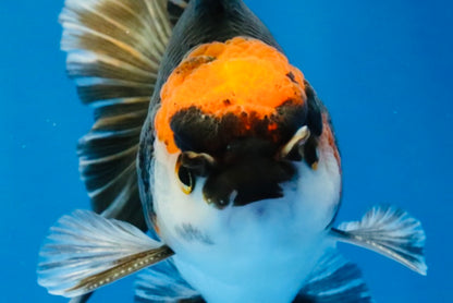 [SINGLE] Tricolor Oranda Male 4-4.5 inches #032026SO_09