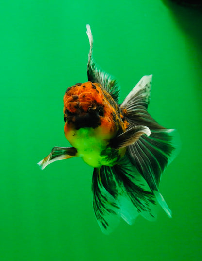 [SINGLE] Tiger Oranda Male 5 inches #112125SO_01