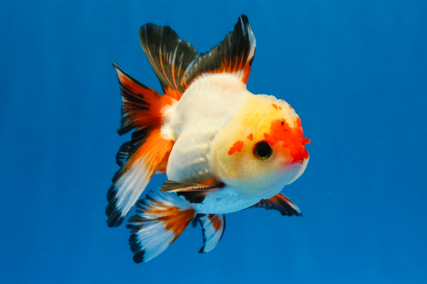 [SINGLE] Heart Face Tricolor Oranda Male 4-4.5 inches #030626SO_02