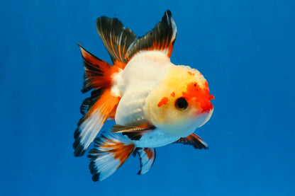 [SINGLE] Heart Face Tricolor Oranda Male 4-4.5 inches #030626SO_02