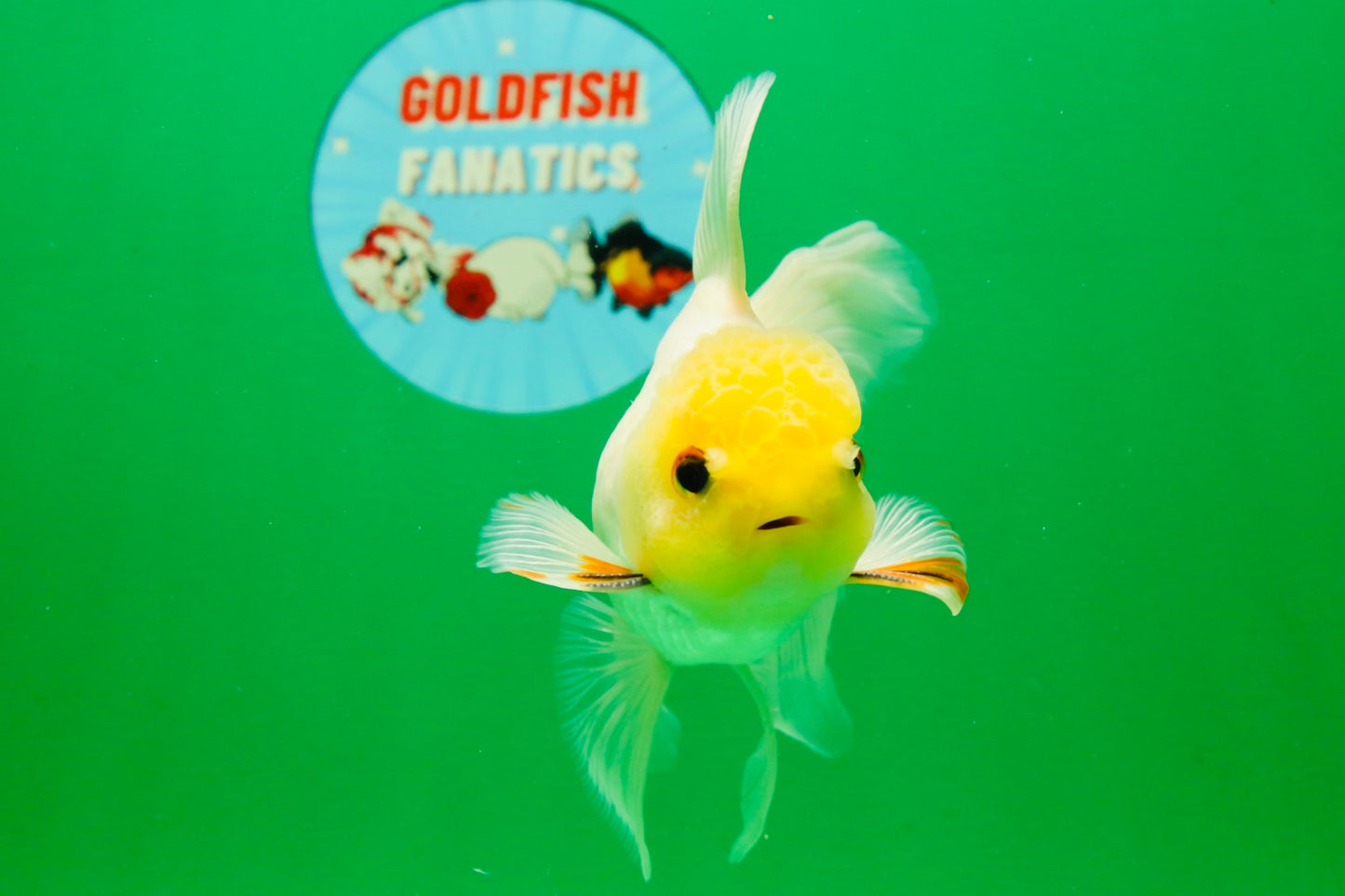 [SINGLE] White Male 5 inches #101725SO_04