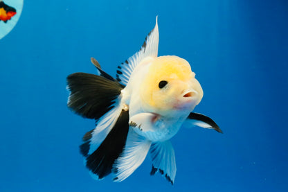 [SINGLE] Panda Button Eyes Oranda Male 4.5 inches #032026SO_08