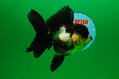 [SINGLE] Panda Oranda Female 4.5 inches #082225SO_12