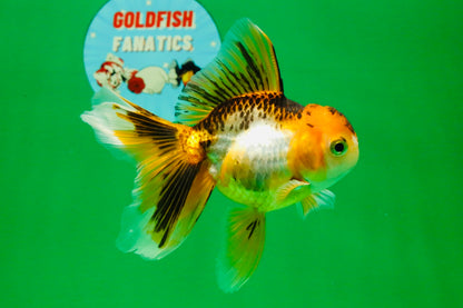 [SINGLE] Tricolor Oranda Female 4.5-5 inches #112125SO_06