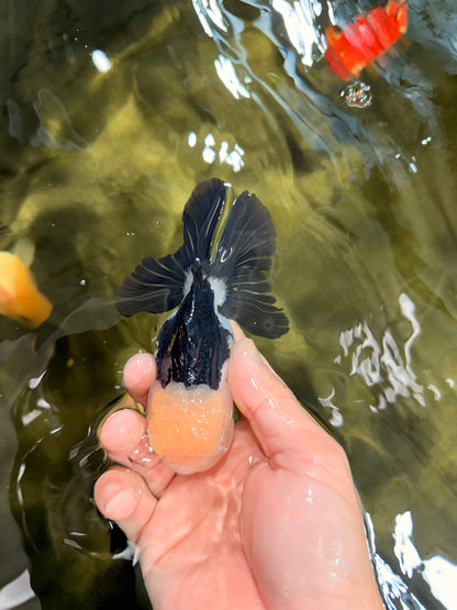 [SINGLE] Panda Oranda Female 4.5 inches #031326SO_02