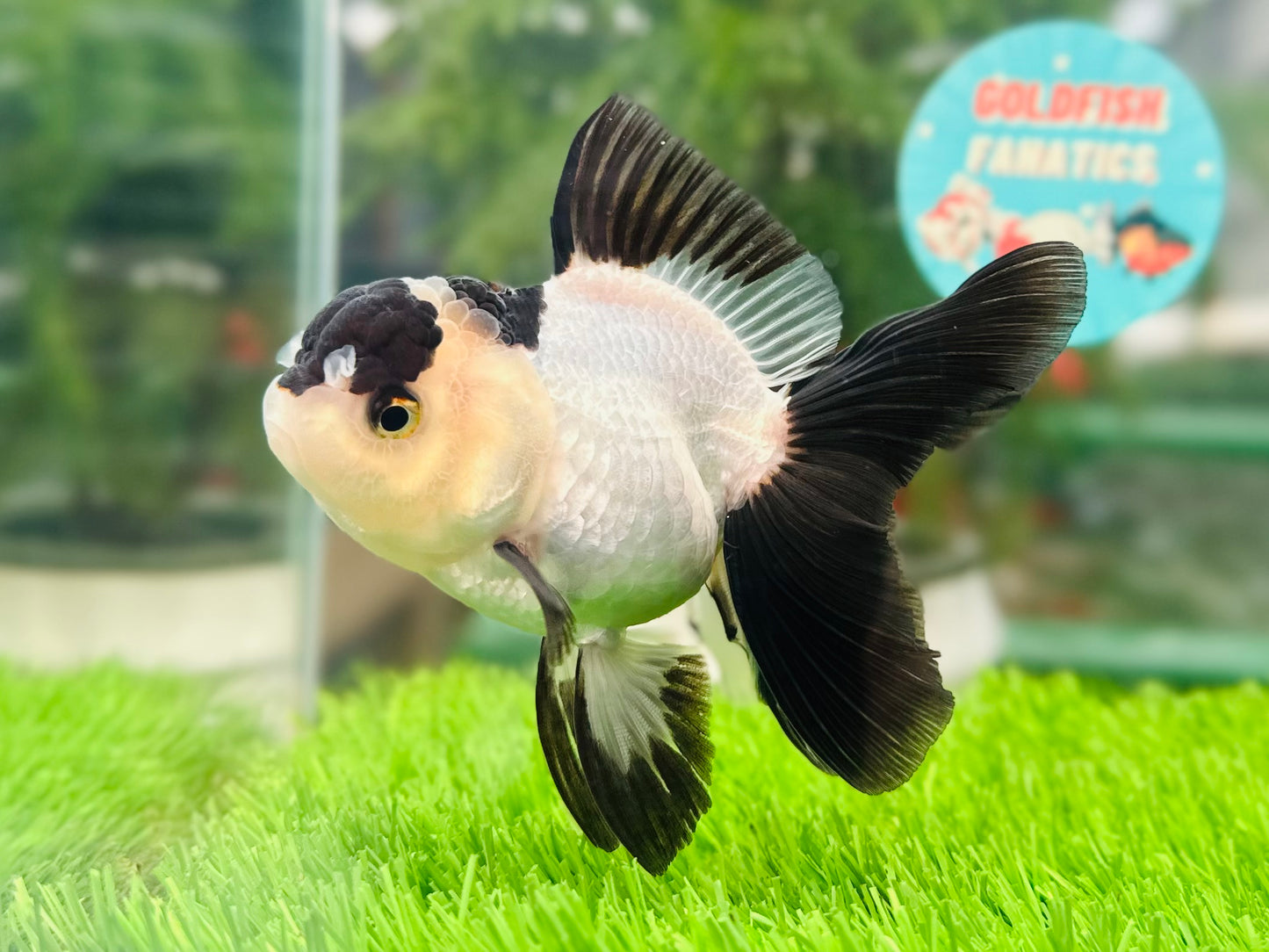 [SINGLE] Panda Oranda Female size 4.5 inches #112224SO_09