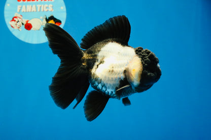 [SINGLE] Panda Oranda Female 4.5-5 inches #040326SO_01