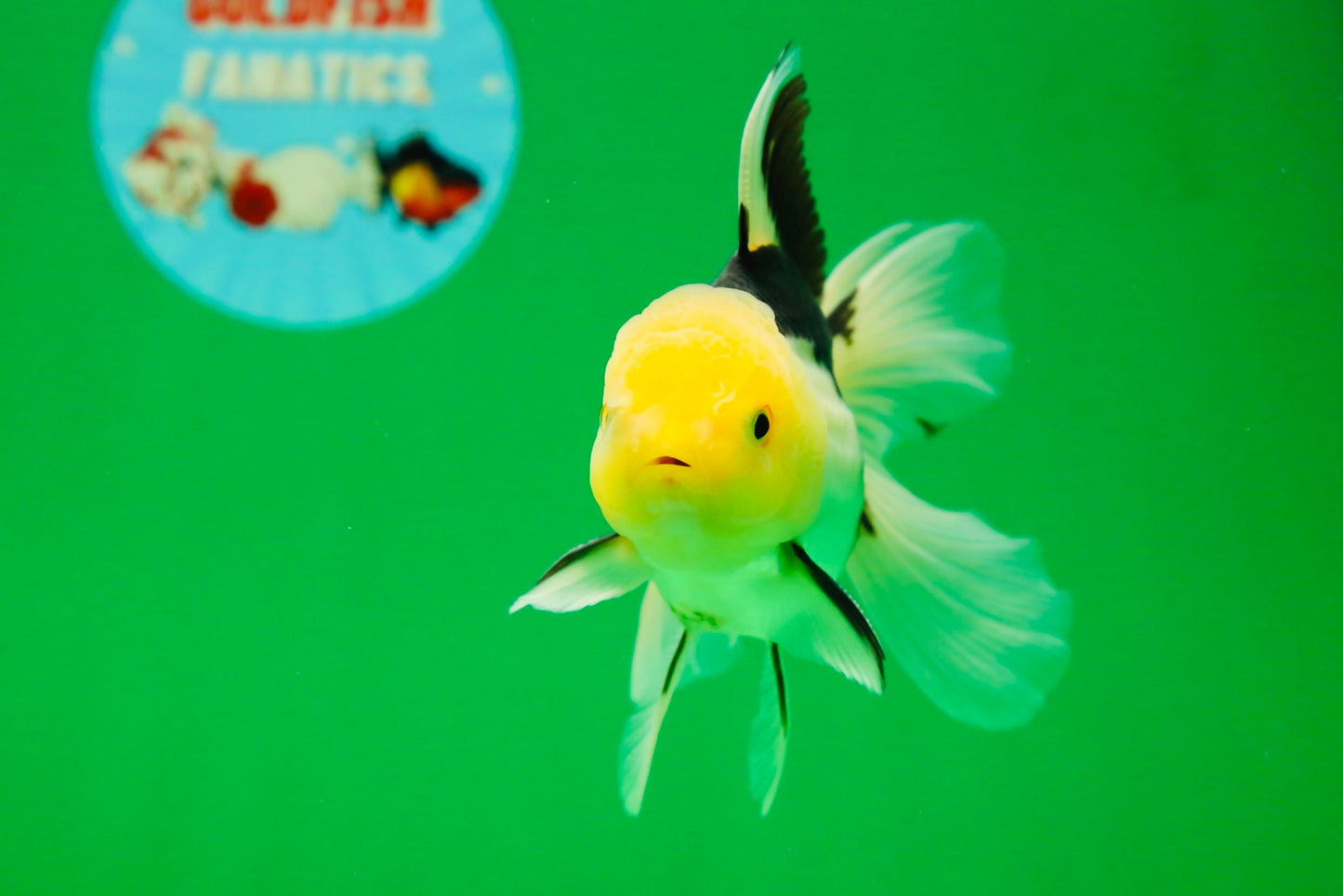 [SINGLE] Panda Male Oranda 4.5-5 inches #080125SO_08