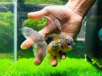 [SINGLE] Kirin Oranda Female size 4.5 inches #112224SO_06