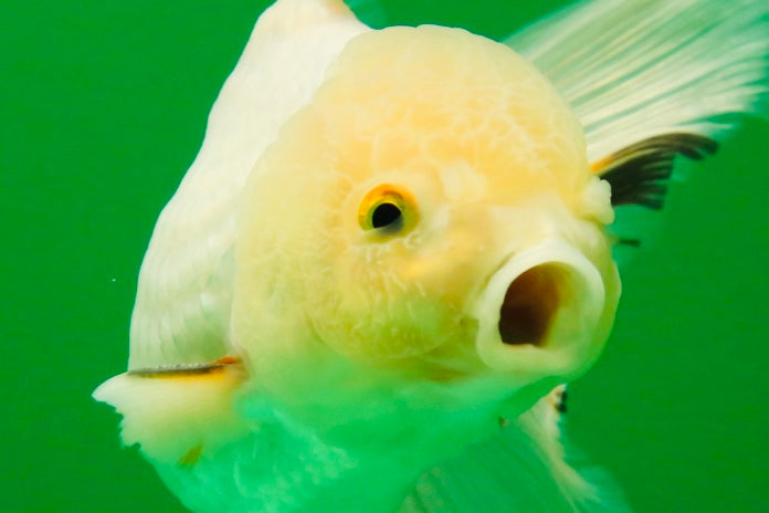 [SINGLE] White Oranda Male 5 inches #011725SO_01