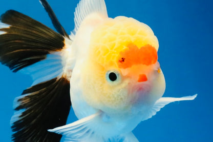 [SINGLE] Tricolor Oranda Male 4 inches #040326SO_07