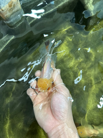 [SINGLE] White Oranda Male 4.5-5 inches #041825SO_03