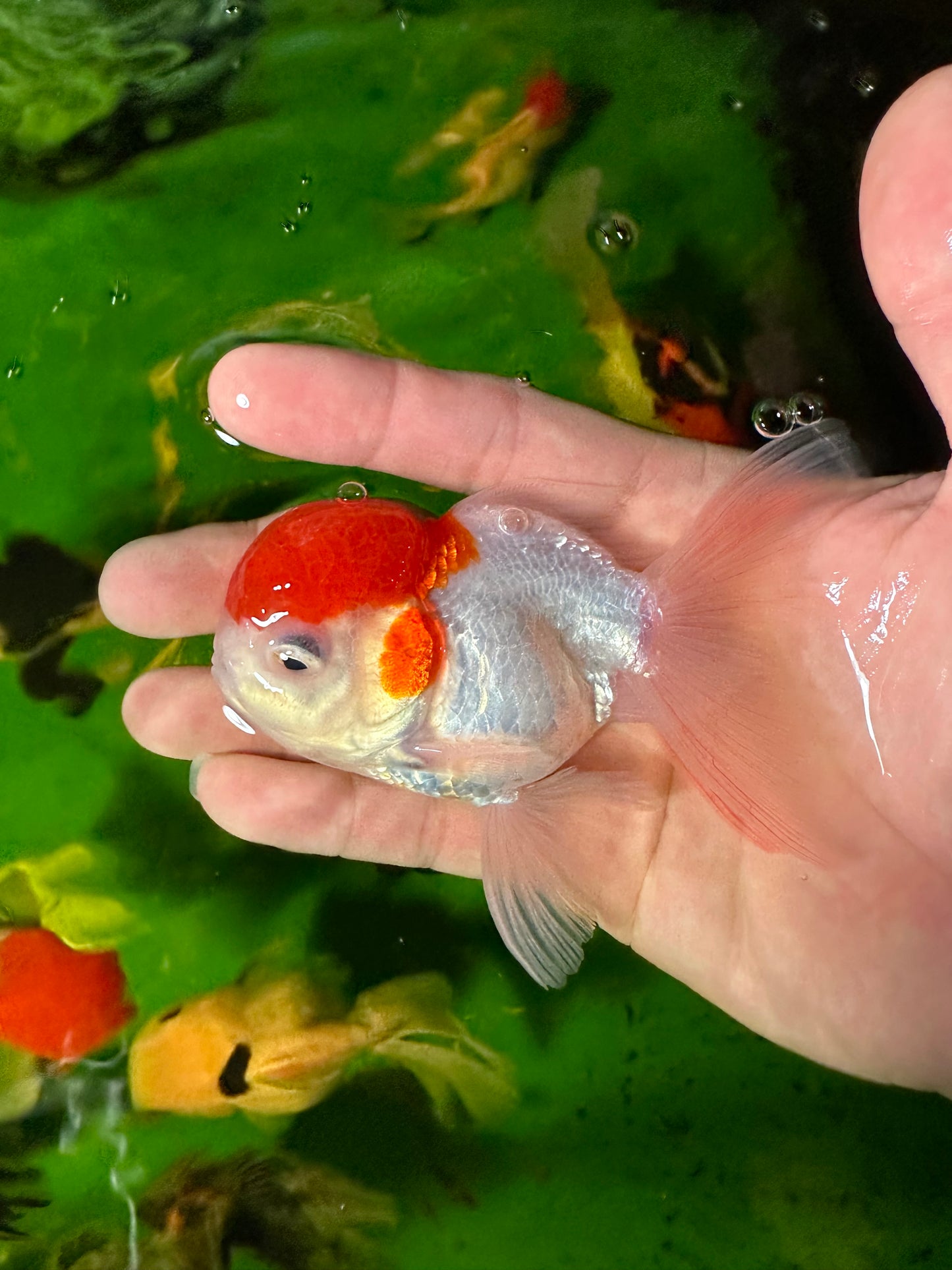 [QUAD] - Red Cap (2) Male & (2) Female 4-inches Oranda #110824SO_13