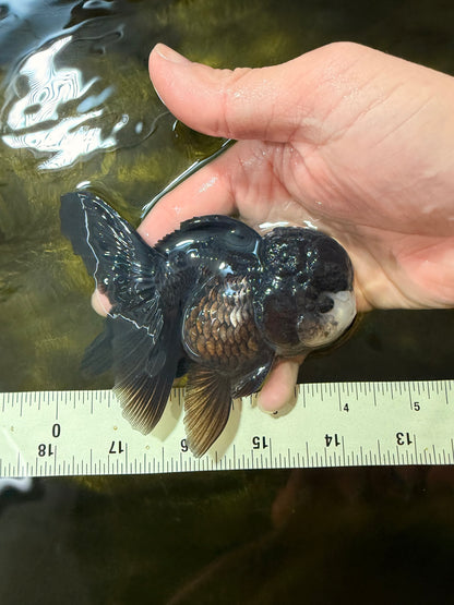 [SINGLE] Black Oranda Female 4-4.5  inches #040326SO_03