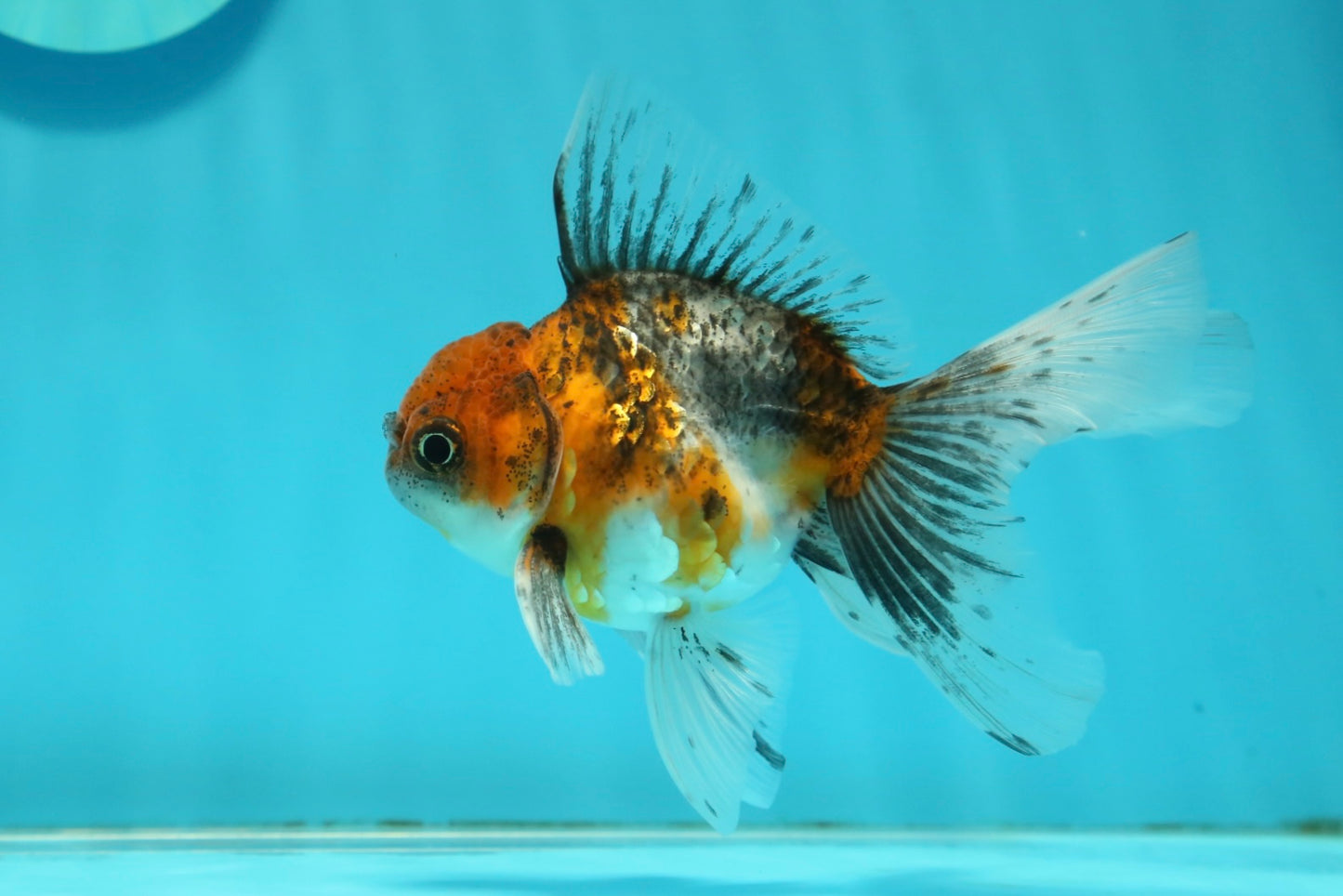 [SINGLE] Calico Oranda Male 4.5 inches #112924SO_14