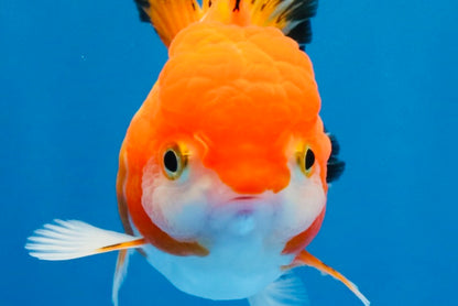 [SINGLE] Orange White Deform Single Bottom Fin Oranda Female 4-4.5 inches #030626SO_08