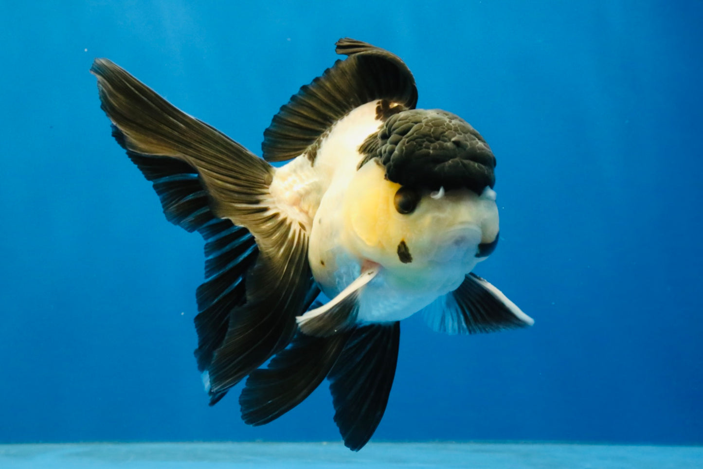 [SINGLE] Panda Oranda Male 4.5 inches #040326SO_08