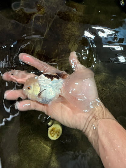[SINGLE] Tricolor Oranda Male 4.5 inches #112125SO_02