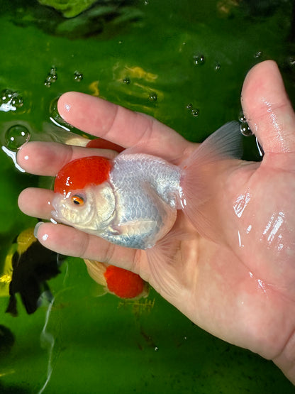 [QUAD] - Red Cap (2) Male & (2) Female 4-inches Oranda #110824SO_13