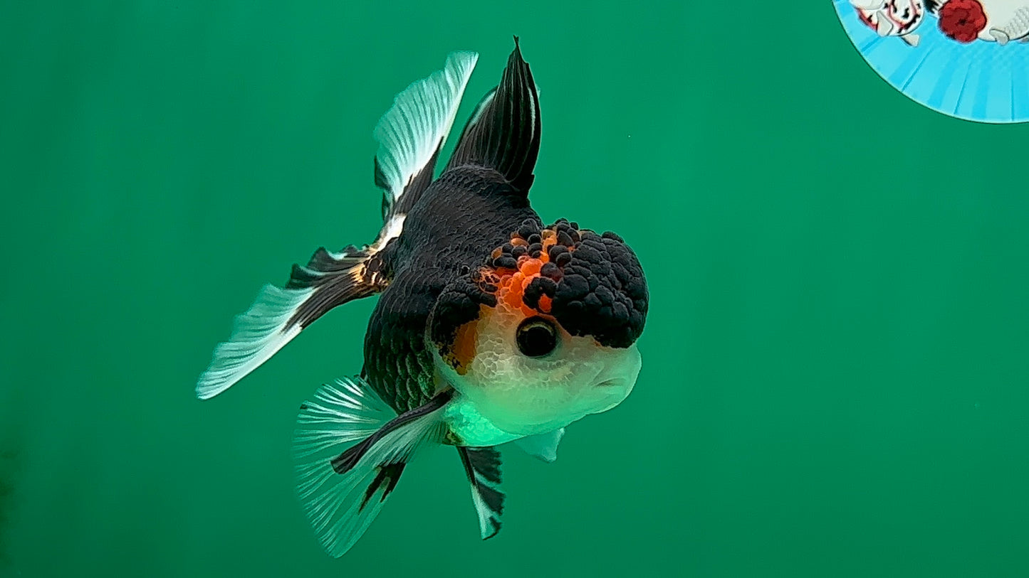[SINGLE] Tricolor Oranda Male 4.5 inches #062025SO_05