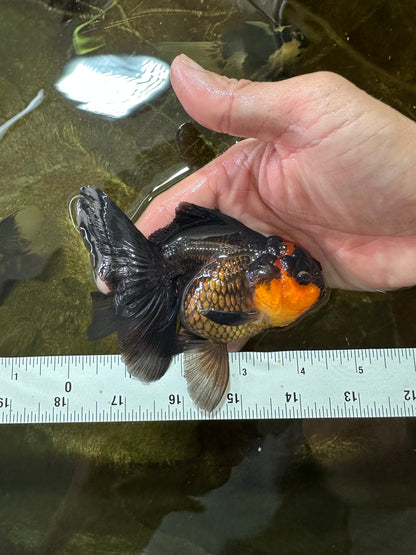 [SINGLE] Apache Oranda Female 4.5 inches #081525SO_07