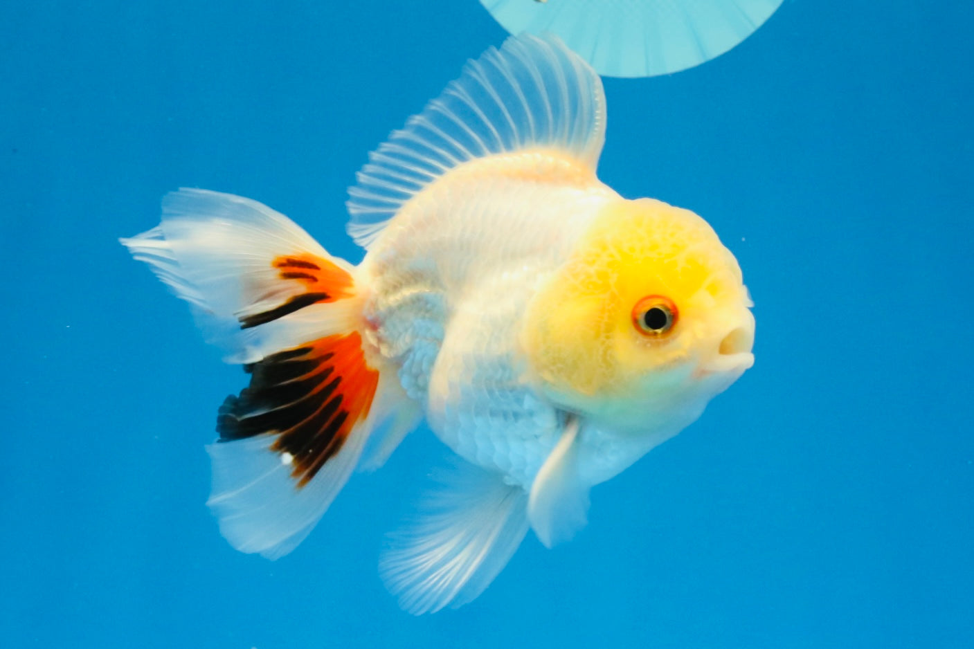 [SINGLE] Tricolor Oranda Male 4.5 inches #031326SO_09