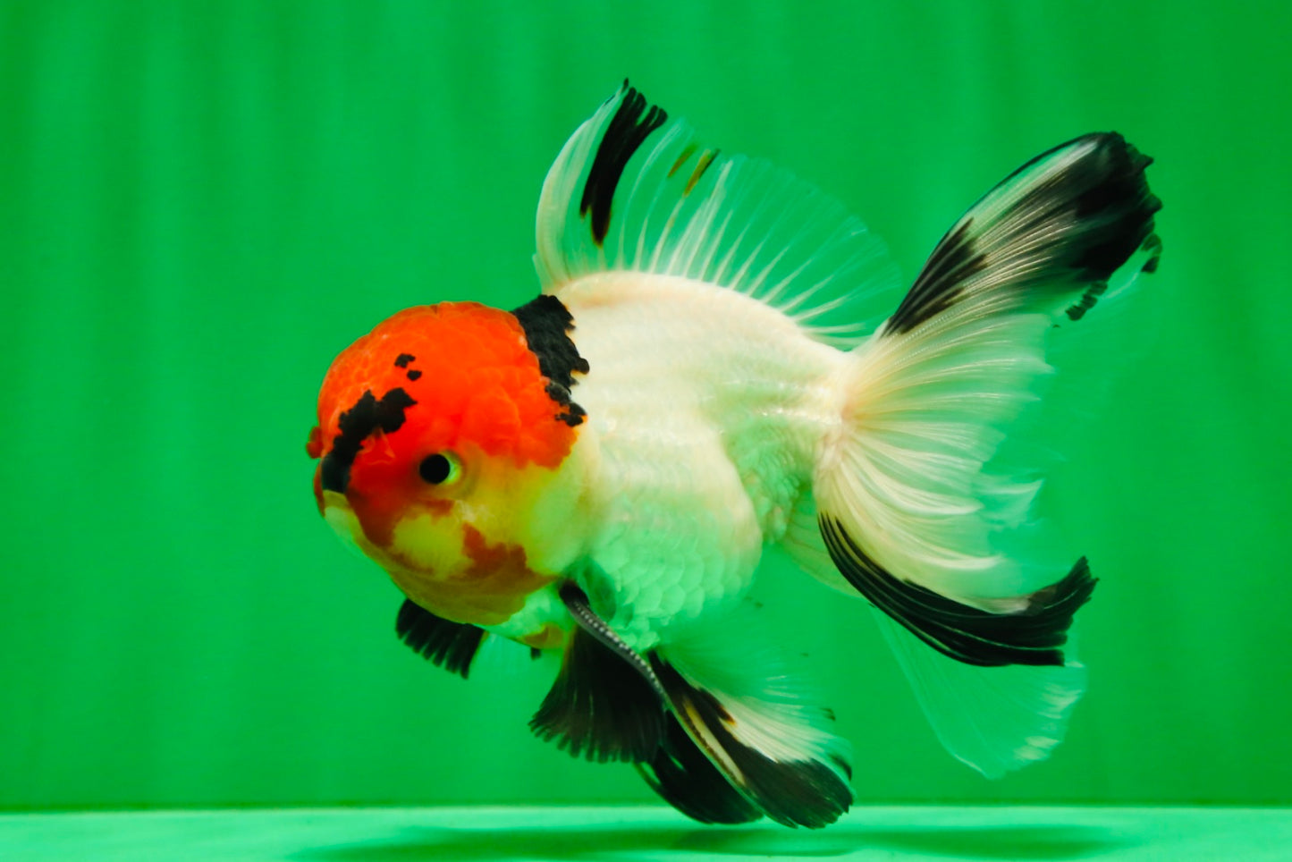 [SINGLE] Tricolor Oranda Male 4.5-5 inches #081525SO_02