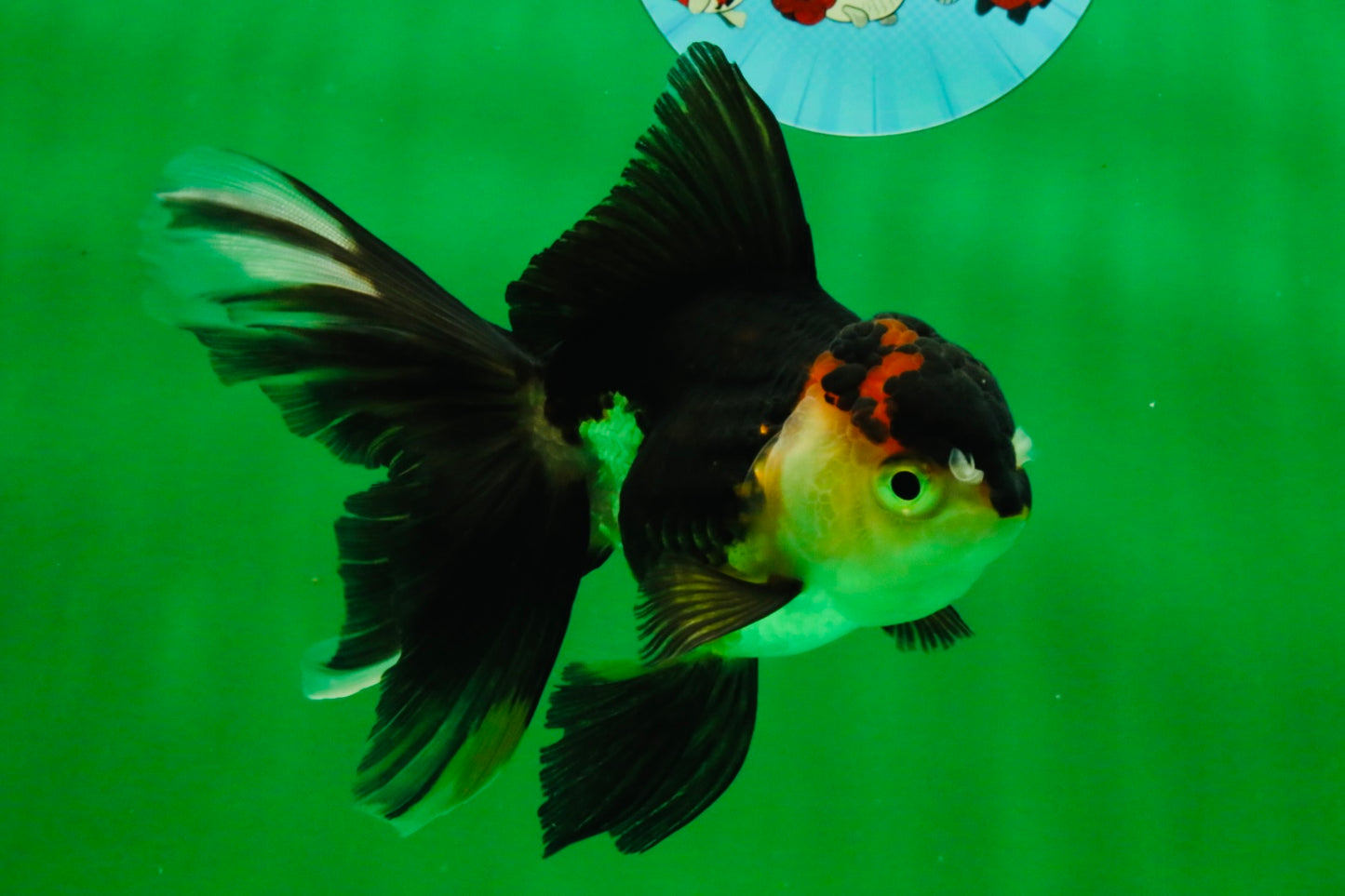 [SINGLE] Tricolor Oranda Female 5 inches #111425SO_05