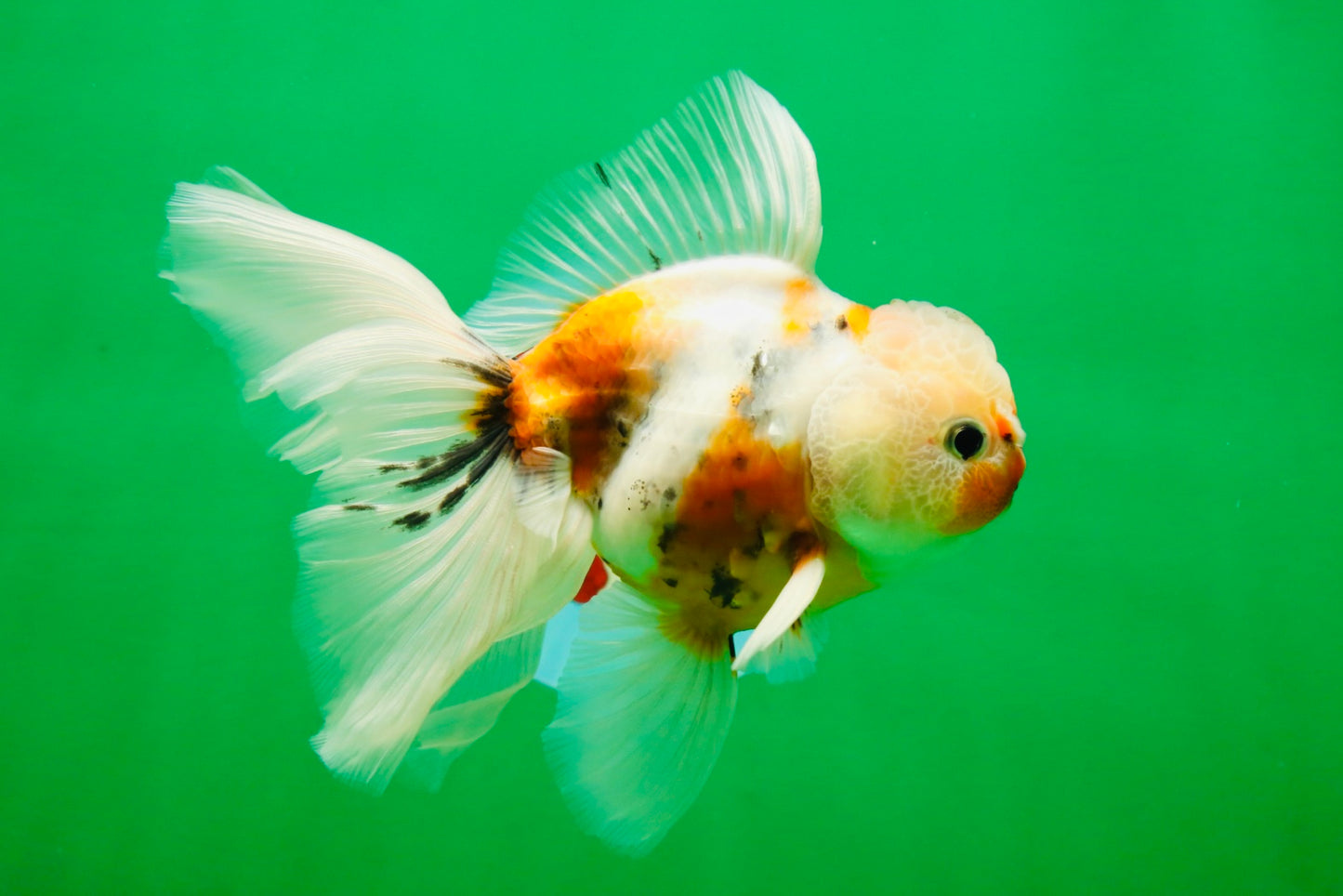 [SINGLE] Calico Oranda Male 4.5-5 inches #091925SO_08