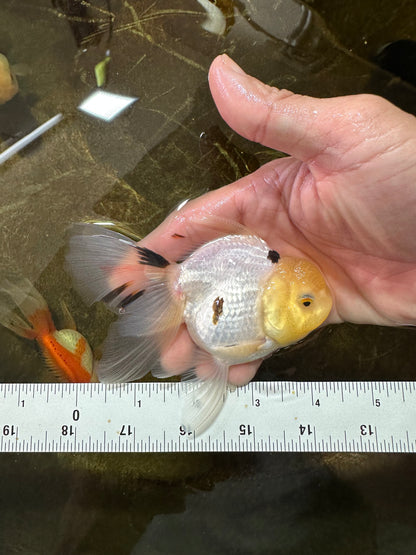 [SINGLE] White Oranda Male 4-4.5 inches #081525SO_04