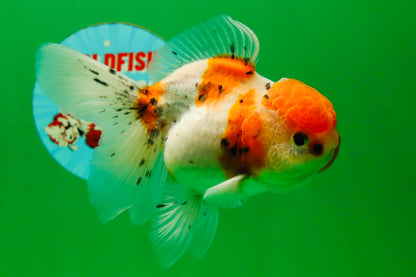 [SINGLE] Sakura Oranda Female 4.5-5 inches #041825SO_07