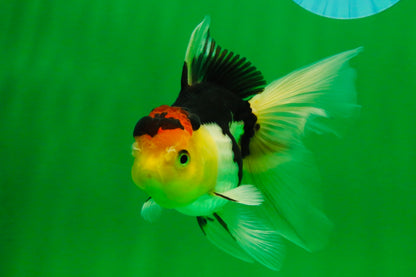 [SINGLE] Tricolor Male Oranda 4.5-5 inches #101025SO_11