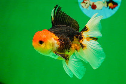 [COUPLE] Tricolor Male & Red White Female Oranda 4-4.5 inches #101025CO_03