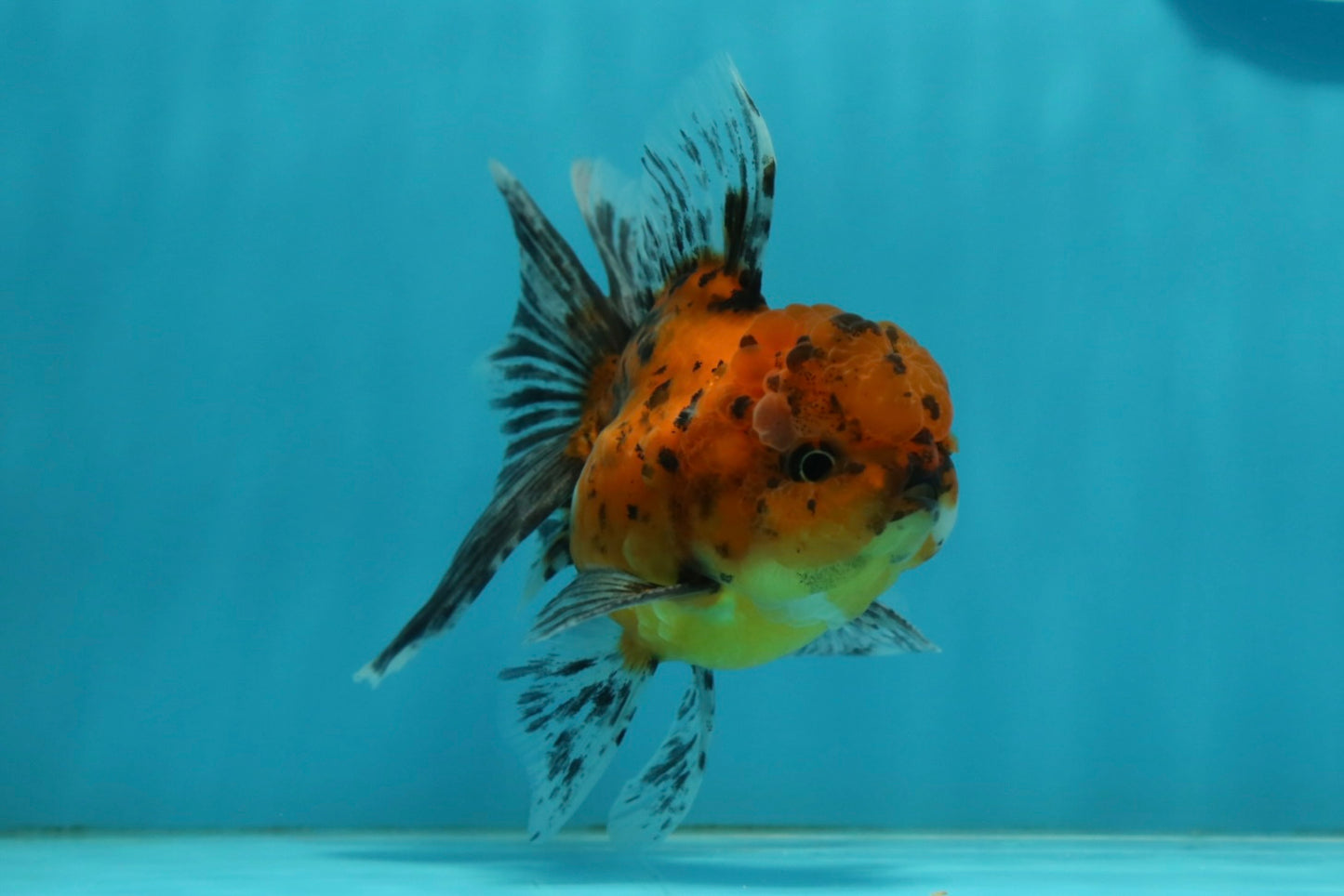 [SINGLE] Tiger Oranda Male 4.5 inches #112924SO_15