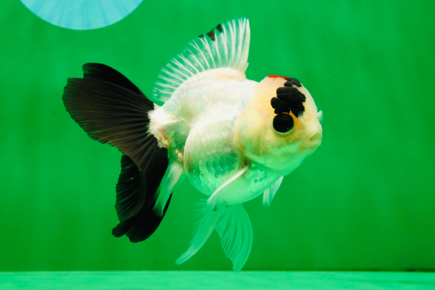 [SINGLE] Tricolor Oranda Male 4-4.5 inches #091925SO_09